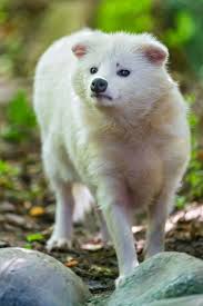Japanese Racoon Dog Image on My Hard Drive